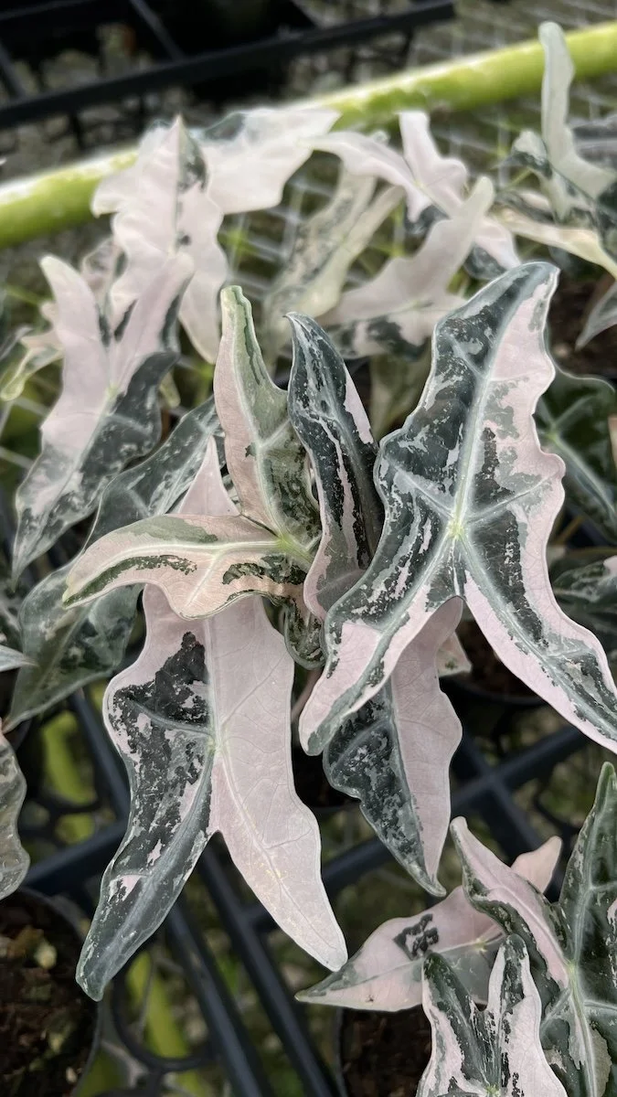 Alocasia Nobilis Pink Variegated K Versionアロカシア・ノビリス